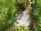 image of grave number 122089